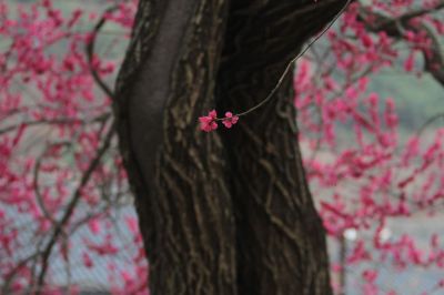 2026 화엄사 홍매화 사진 콘테스트 대상 '정적 속의 개화'. [사진제공=화엄사]