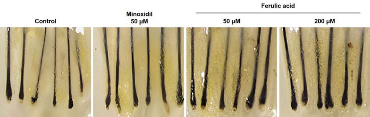 LG생활건강은 천궁 추출물 성분으로 실험한 결과 모발 성장 및 모질의 두께도 굵어진 것을 확인할 수 있었다고 발표했다. LG생활건강