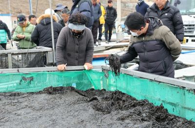 고흥산 물김이 위판 결과, 총 10,714ha 면적에서 15만 2,942톤의 물김을 생산해 2,968억 원의 위판액을 기록하며 전국 물김 생산량 1위를 차지했다. 고흥군 제공