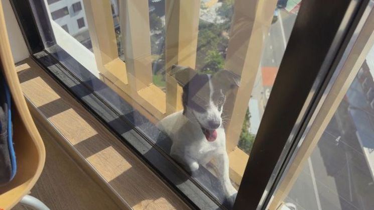 시드니 북부의 한 아파트 13층에서 발견된 반려견 '엘비'. NEWS9