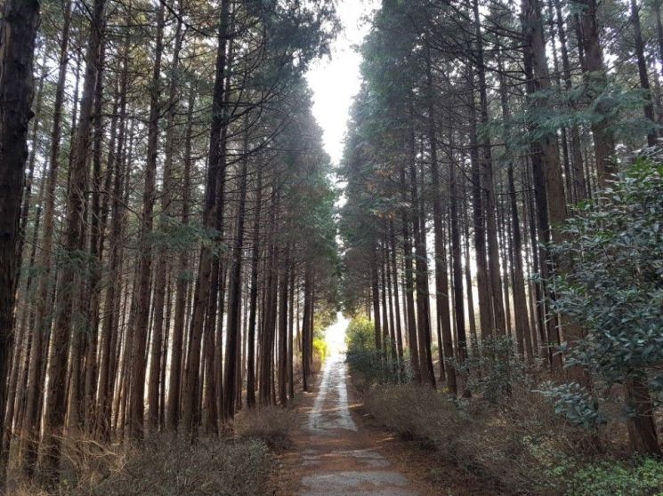 [사진 제공=사천시] 사천케이블카 자연휴양림 사진