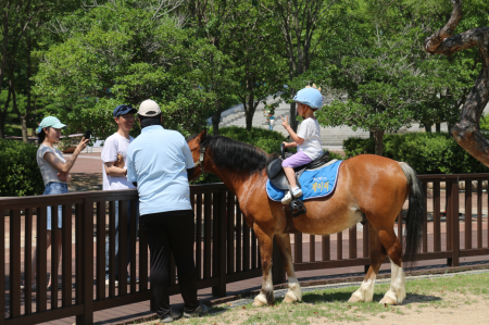 마시회가 운영 중인 어린이 승마체험. 마사회