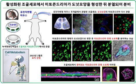 조골세포의 미토콘드리아만 초록색으로 빛나도록 만든 유전자변형 마우스 개념도. 연구팀은 이를 통해 뼈 조직에서 조골세포만 선택적으로 분리하는 기술을 개발했으며, 조골세포 활성화 과정에서 미토콘드리아가 도넛 형태로 변형된 뒤 잘게 나뉘어 세포 밖으로 분비된다는 현상도 세계 최초로 확인했다. 과기정통부 제공