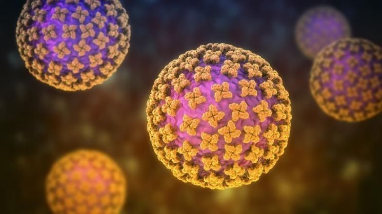 한타바이러스(Hantavirus) 개념 이미지. 한타바이러스는 주로 설치류의 배설물·타액 등을 통해 전파되며, 일부 안데스 바이러스 계열에서는 제한적 사람 간 감염 가능성도 보고된 바 있다. 게티이미지뱅크 제공