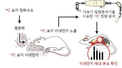 방사성 탄소(¹⁴C) 표지 미세먼지의 체내 이동 분석 과정. 방사성 탄소(¹⁴C)로 표지한 미세먼지를 쥐에 노출한 뒤, 가속기 질량분석법(AMS)으로 각 장기에 축적된 미세먼지 양을 측정해 체내 분포를 분석한 과정. 연구팀 제공