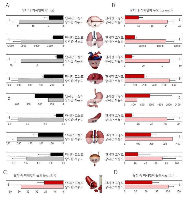 미세먼지의 장기·혈액 내 분포 비교. 단기간 고농도 노출과 장기간 저농도 노출 조건에서 뇌·폐·간·신장 등 주요 장기와 혈액, 혈청 내에 축적된 미세먼지 양과 농도를 비교한 결과. 반복 노출 시 장기 내 미세먼지 축적량이 증가하는 경향이 확인됐다. 연구팀 제공