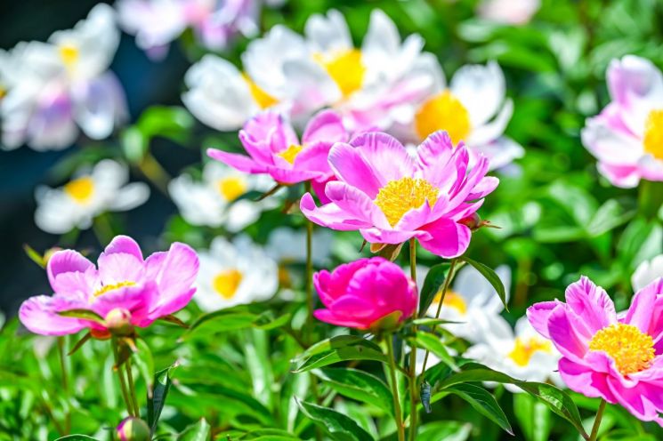 咸安七西江渡生态公园盛开的“春之女王”芍药花。 咸安郡供图