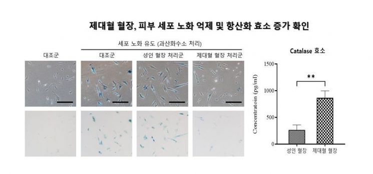 Research results confirming the inhibition of skin cell aging and increase of antioxidant enzymes through umbilical cord blood plasma. Medipost