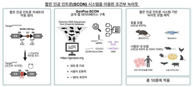 SCON 시스템 기반 조건부 유전자 녹아웃 개념도. 평소에는 정상 작동하던 유전자가 특정 효소 작동 시 선택적으로 꺼지는 원리를 보여준다. 연구팀은 300종 이상 척추동물 유전체 기반 웹 플랫폼 ‘GenPos-SCON’을 구축했으며, 마우스·제브라피시·인간 유도만능줄기세포(iPSC)·오가노이드 등 다양한 생물 모델에서 기술 적용 가능성을 확인했다. 연구팀 제공