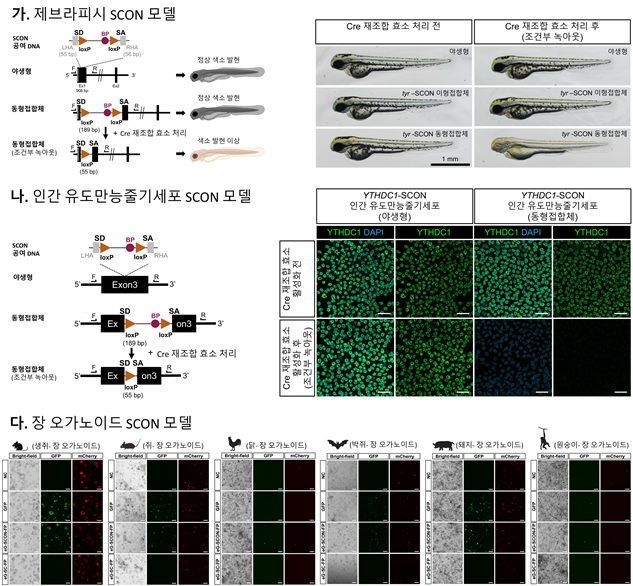SCON 기반 조건부 유전자 녹아웃 모델 실험 결과. 연구팀은 제브라피시와 인간 유도만능줄기세포(iPSC), 다양한 동물 종의 장 오가노이드에서 특정 유전자 기능을 원하는 시점에 선택적으로 제어하는 데 성공했다. 이를 통해 SCON 기술의 폭넓은 생물 종 적용 가능성을 확인했다. 연구팀 제공