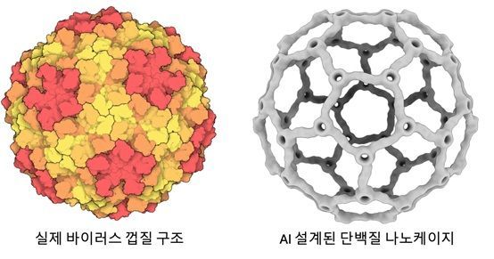 Comparison of the natural virus capsid structure (left) and the protein nanocage designed by AI imitation (right). This image shows the application of the self-assembly principle of proteins forming spherical structures in viruses to the design of artificial proteins. Courtesy of the research team