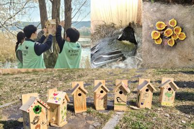 지난달 8일 경기 광주시 경안천 습지생태공원에서 교보생명 임직원들이 야생 조류를 위한 인공 새집을 나무에 정성스럽게 설치하고 있다. 임직원들이 설치한 둥지 중 한 곳에서 최근 박새 어미 한 마리가 둥지를 틀었고 9마리가 무사히 부화한 모습과 교보생명 임직원들이 손수 만든 인공 새집 모습. 교보생명