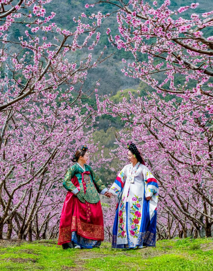 제16회 영천복사꽃 전국사진촬영대회 금상 수상작 ‘그녀가 예뻐’(정세원 作). 영천시 제공