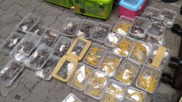 태국 국립공원·야생동물식물보전국(DNP) 페이스북