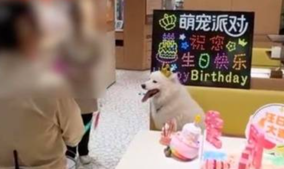 중국의 한 하이디라오 매장에서 제공하는 반려동물 생일 축하 서비스. 중국 SNS