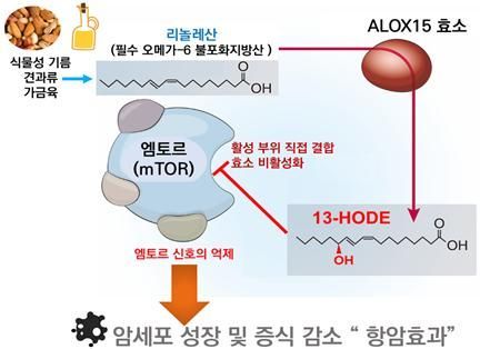리놀레산에서 유래된 13-HODE가 엠토르에 직접 달라붙어 암세포 성장을 억제하는 과정의 도식화 자료. KAIST