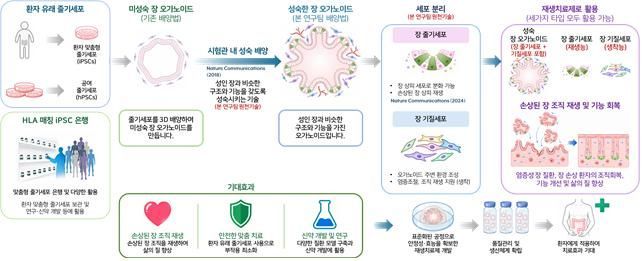 장 오가노이드 기반의 재생치료제 개발 및 활용 개요. 한국생명공학연구원