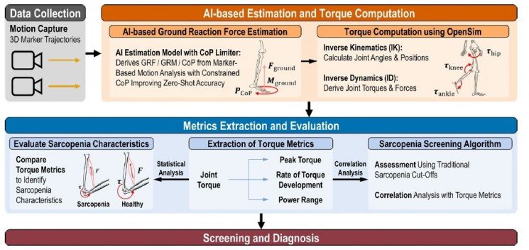 The operation process of the AI technology 'MAISE' that analyzes sarcopenia using only daily movements. It estimates joint torque from movement data collected by a camera to assess the presence and progression of sarcopenia. Provided by the research team.