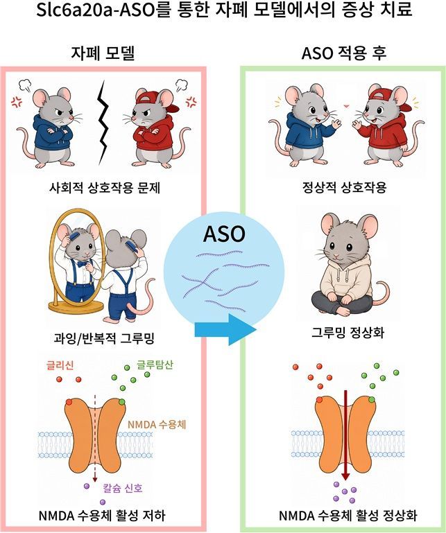 자폐증 핵심 증상 개선 길 열렸다...IBS, 새 치료 전략 제시[과학을읽다... - 뉴스 썸네일 이미지