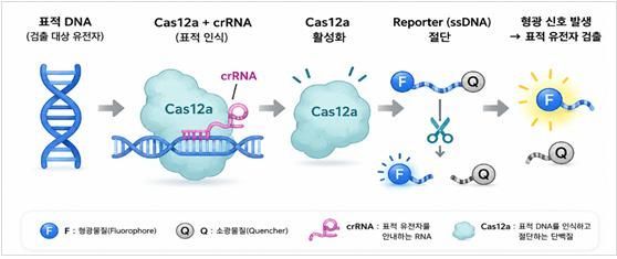 CRISPR/Cas12a 기반 유전자 검출 원리. 국립보건연구원