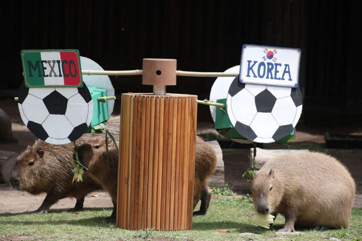 한국과 멕시코의 조별리그 경기 예측에서는 다른 결과가 나왔다. 카피바라들이 한국과 멕시코 양쪽에 놓인 먹이를 모두 먹어 치우면서 승자를 가리지 못한 것이다. 로이터연합뉴스