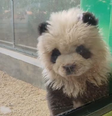 A zoo in China is under controversy for dyeing Chow Chow dogs to look like pandas. According to China's Weibo.
