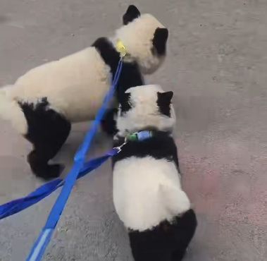 A zoo in China is facing controversy for dyeing a Chow Chow dog to look like a panda. According to China's Weibo.