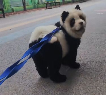 A zoo in China dyed Chow Chows to look like pandas, causing controversy. According to China's Weibo.