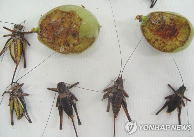 충북 영동에 나타났던 갈색여치와 갈색여치가 갉아먹은 복숭아열매. 연합뉴스