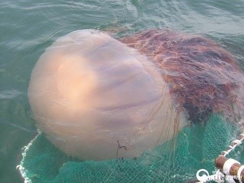 노무라입깃해파리. 해양수산부