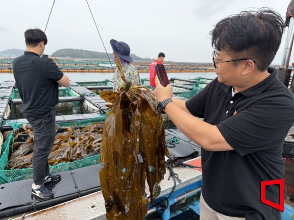김광태 GS더프레시 수산 MD가 전복 먹이인 다시마를 확인하고 있는 모습. 한예주 기자