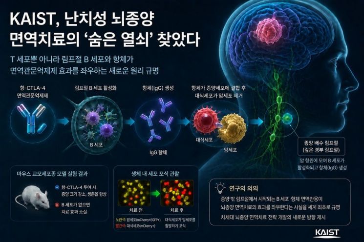 "림프절 B세포·항체, 뇌종양 면역치료 '열쇠' 역할 규명" 