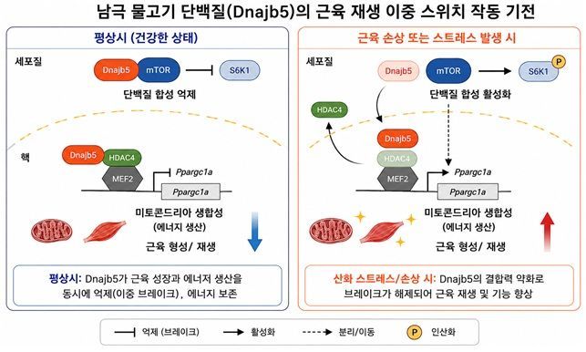 Dnajb5 단백질 작동 매커니즘. 연구진 제공