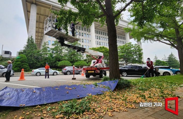 국회 본청 주변에서 은행나무 열매를 털어내는 작업을 진행 중이다. 김현민 기자
