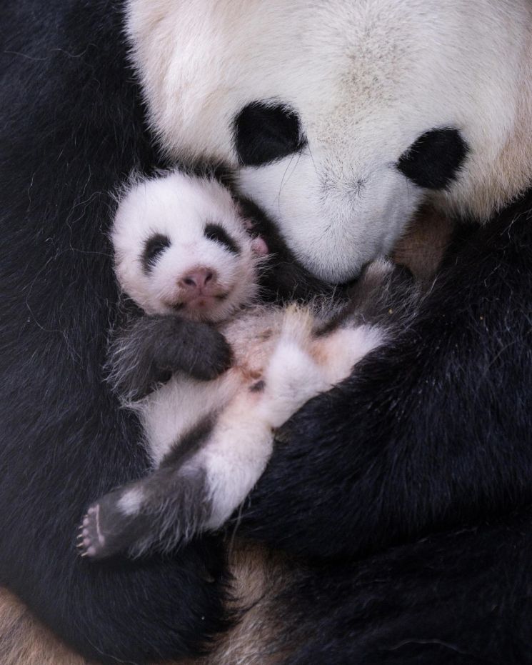 에버랜드가 생후 50일째를 맞은 막둥이 아기 판다의 근황을 23일 공개했다. 삼성물산.