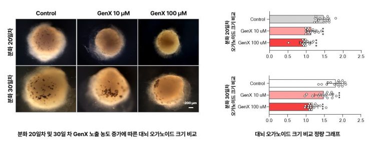 GenX 노출 농도에 따른 대뇌 오가노이드 크기 비교. GenX의 농도가 점점 높아질수록 농도 의존적으로 대뇌 피질 오가노이드가 정상적으로 성장하지 못하고 작아짐. 연구팀 제공