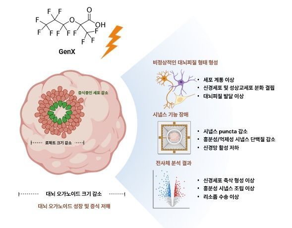 GenX 노출에 따른 대뇌 오가노이드의 성장 및 신경망 형성 저해 연구 요약. 연구팀 제공