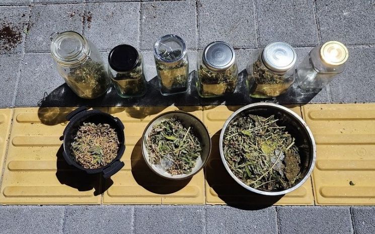 가공된 대마초. 경기 용인동부경찰서
