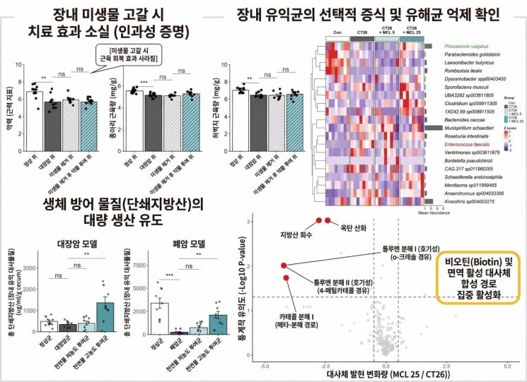 MCL의 장내 미생물·대사체 매개 암 악액질 치료 인과성 증명. 연구팀 제공