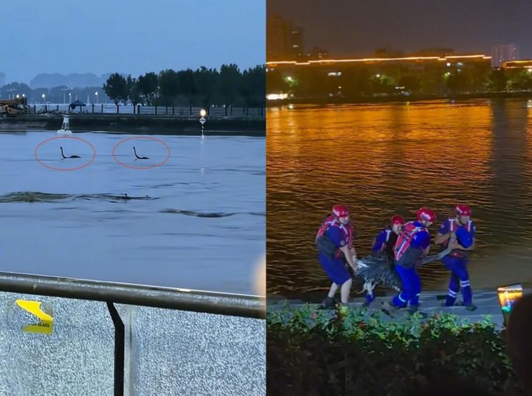 중국 태풍 영향으로 축산 농가의 피해가 발생해 구조 작업을 벌이고 있다. 중국 바이두.