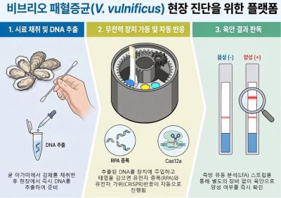 비브리오 패혈증균 현장 진단을 위한 플랫폼 이미지.