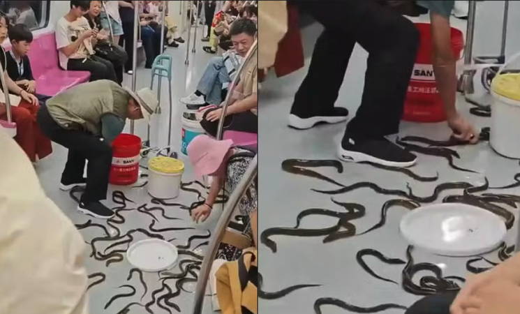 중국 난징의 한 지하철에서 살아 있는 민물장어 수십 마리가 객차 바닥에 한꺼번에 쏟아져 승객들이 이를 붙잡는 소동이 벌어졌다. 26일 연합뉴스TV는 중국 현대쾌보(代快), 신경보(新京) 등 현지 매체를 인용해 최근 중국 지하철 내에서 발생한 장어 소동에 대해 소개했다. SNS