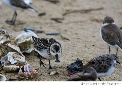 고창갯벌, 넓적부리도요.