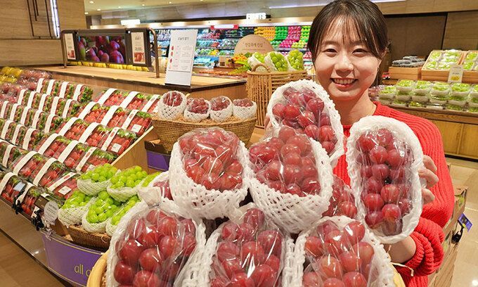 롯데백화점이 신품종 적포도 '글로리 스타'를 소개하고 있다. 연합뉴스