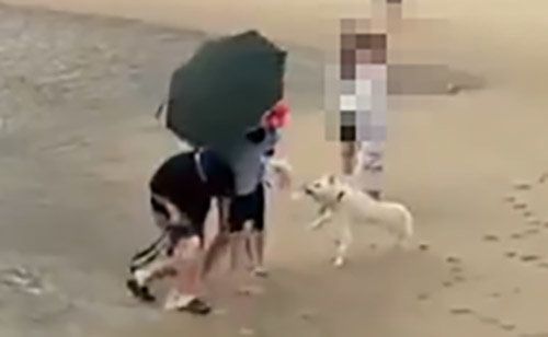 부산 해운대해수욕장에서 목줄을 착용하지 않은 대형견이 시민이 품에 안고 있던 소형견을 향해 달려드는 모습이 담긴 영상이 올라오면서 반려견 안전관리를 둘러싼 논란이 커지고 있다. SBS