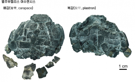 Boseong Dinosaur and Yeosu Turtle Fossils Designated as Natural Monuments