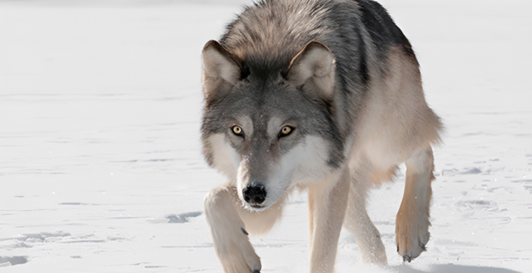 회색늑대는 개과 중 가장 큰 야생 동물이다. National Wildlife Federation