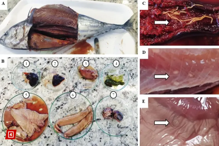 검사한 참치(A)와 내부 장기(B), 감염된 조직(C, D, E). 뉴욕포스트