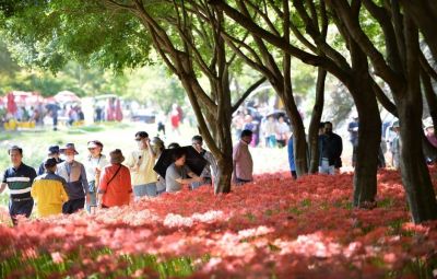지난 상사화 축제 행사에 모인 방문객들의 모습. 영광군 제공