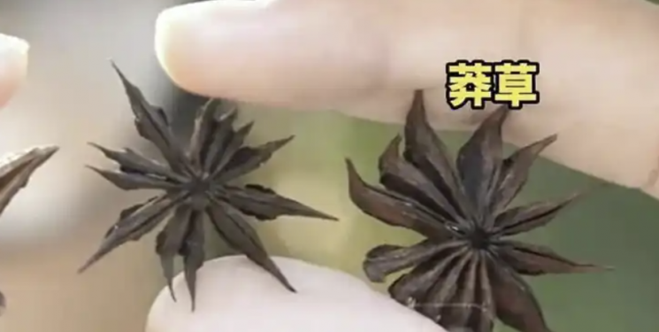 왼쪽이 팔각, 오른쪽은 망초. 중국 바이두.